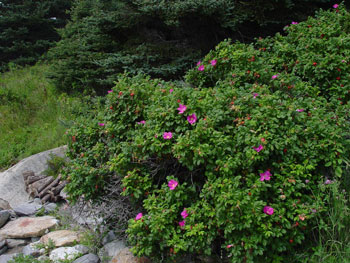 Rugosa rose growing near a beach