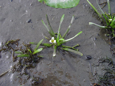 Photo: Sagittaria calycina