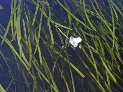 Photo: Sagittaria filiformis