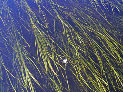 Photo: Sagittaria filiformis