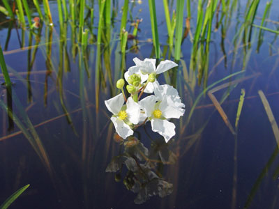 Photo: Sagittaria rigida