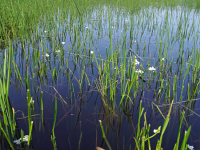 Photo: Sagittaria rigida