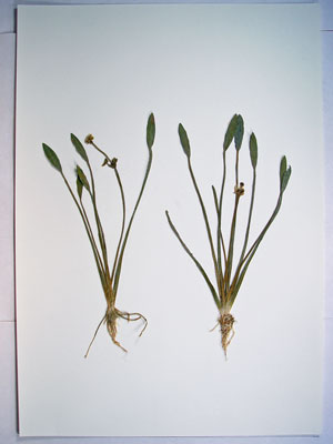 Photo: Sagittaria rigida specimen