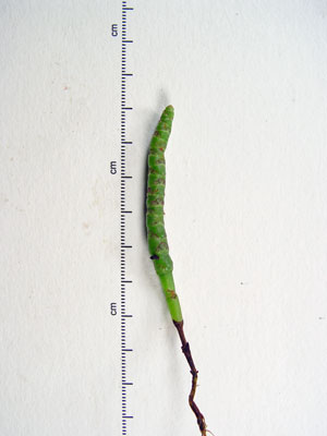 Photo: Salicornia bigelovii specimen