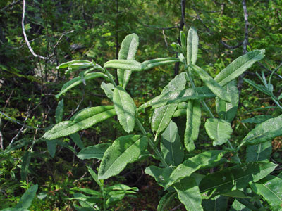 Photo: Salix candida