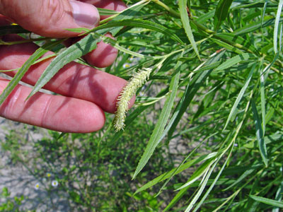 Photo: Salix interior