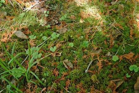 Photo: Lapland Buttercup at Salmon Brook Lake