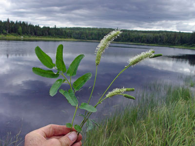 Photo: Sanguisorba canadensis