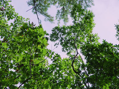 Photo: Looking up at the canopy of scarlet oak (on the right)