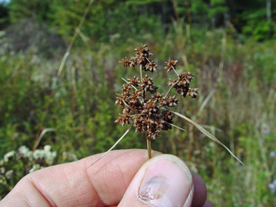 Photo: Georgia Bulrush