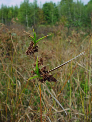 Photo: Georgia Bulrush