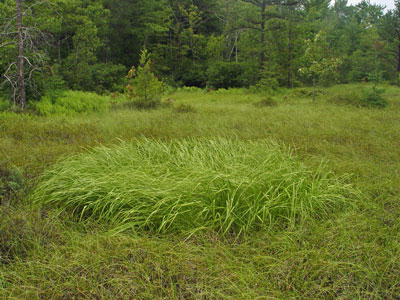 Photo: Long's Bulrush