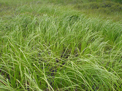 Photo: Long's Bulrush