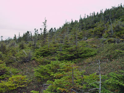 Picture showing Spruce - Fir Krummholz community