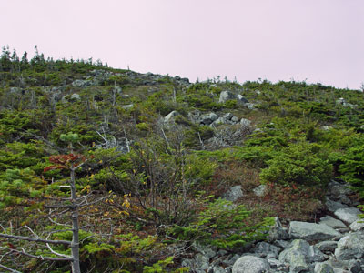 Picture showing stunted trees in Spruce - Fir Krummholz community