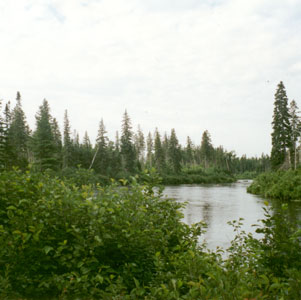 Picture showing Rivershore Shrub Thicket