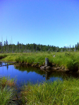 Picture showing Sedge Meadow community 