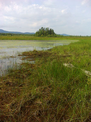 Picture showing Sedge Meadow community at Moose River