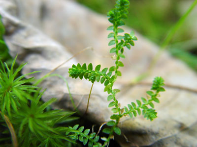 Photo: Selaginella apoda