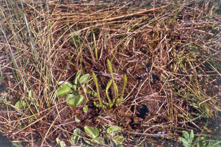 Photo: Selaginella selaginoides