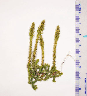 Photo: Selaginella selaginoides specimen