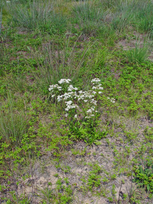 Photo: Sericocarpus asteroides