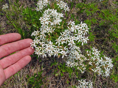 Photo: Sericocarpus asteroides