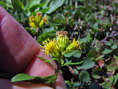 Photo: Solidago multiradiata