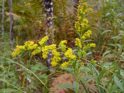 Photo of Solidago speciosa