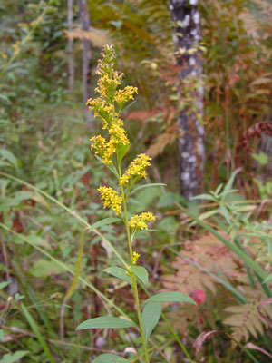 Photo of Solidago speciosa