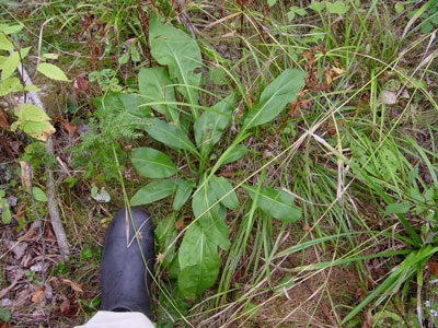 Photo of Solidago speciosa basal rosette