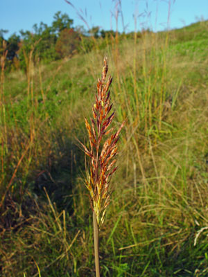 Photo: Sorghastrum nutans