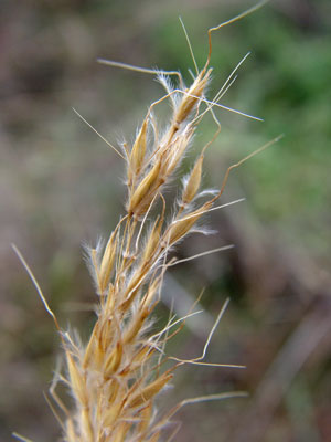 Photo: Sorghastrum nutans