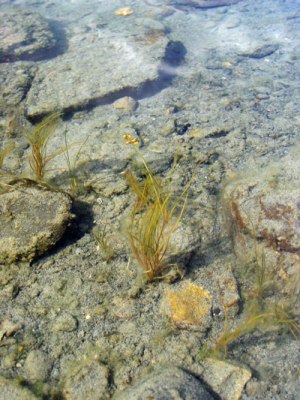 Photo: Northern Slender Pondweed