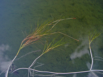 Photo: Northern Slender Pondweed