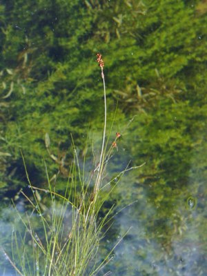 Photo: Northern Slender Pondweed