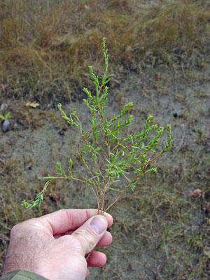 Photo: Suaeda calceoliformis