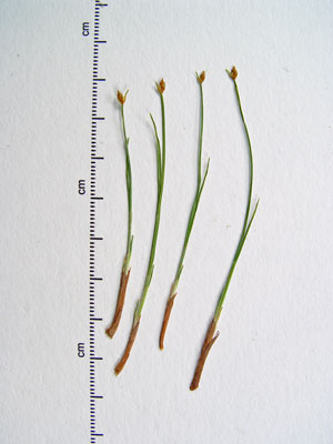 Photo: Trichophorum clintonii specimens