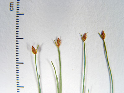 Photo: Trichophorum clintonii specimens