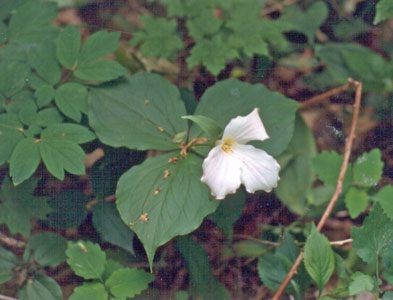 Photo: Trillium grandiflorum