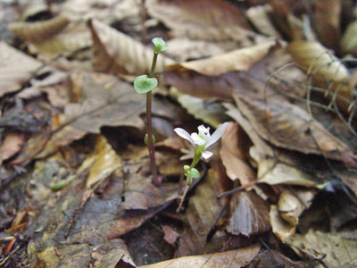 Photo: Triphora trianthophora