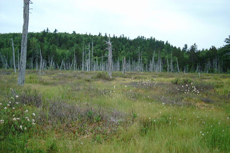 Photo: Downing Bog, Tunk Lake Ecoreserve