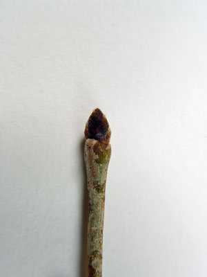 Photo: Ulmus rubra bud