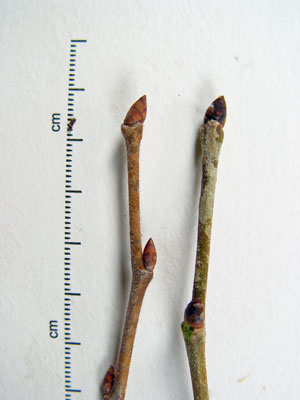 Photo: Ulmus buds: americana (left) and rubra (right)
