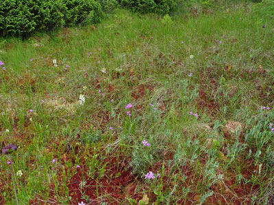 Picture showing Mossy Bog Mat