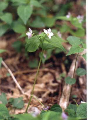Photo: Viola canadensis