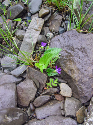 Photo: Viola novae-angliae