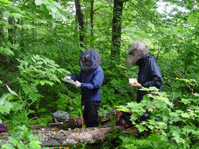 Photo: Ecologists wearing mosquito protection and surveying a vegetation transect at Wassataquoik Stream Ecoreserve