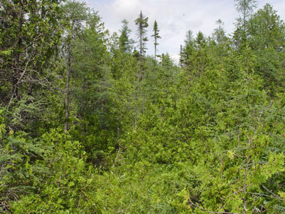 Picture of Open Cedar Fen community