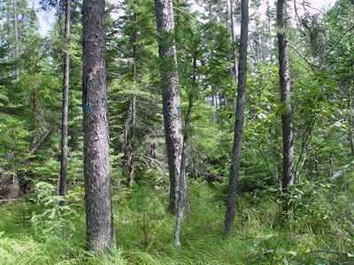 Picture showing Spruce - Larch Wooded Bog community